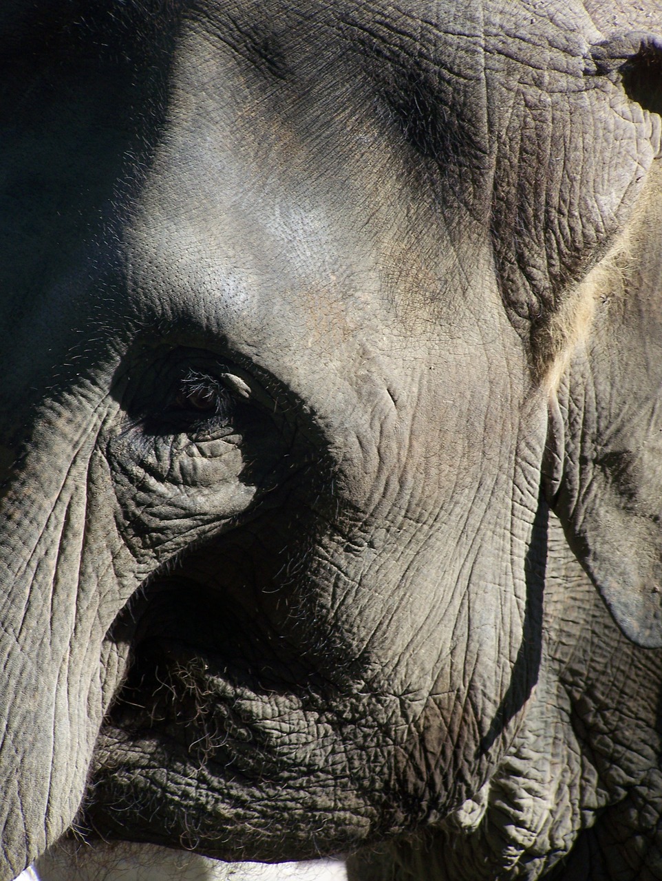 Image of elephant trunk