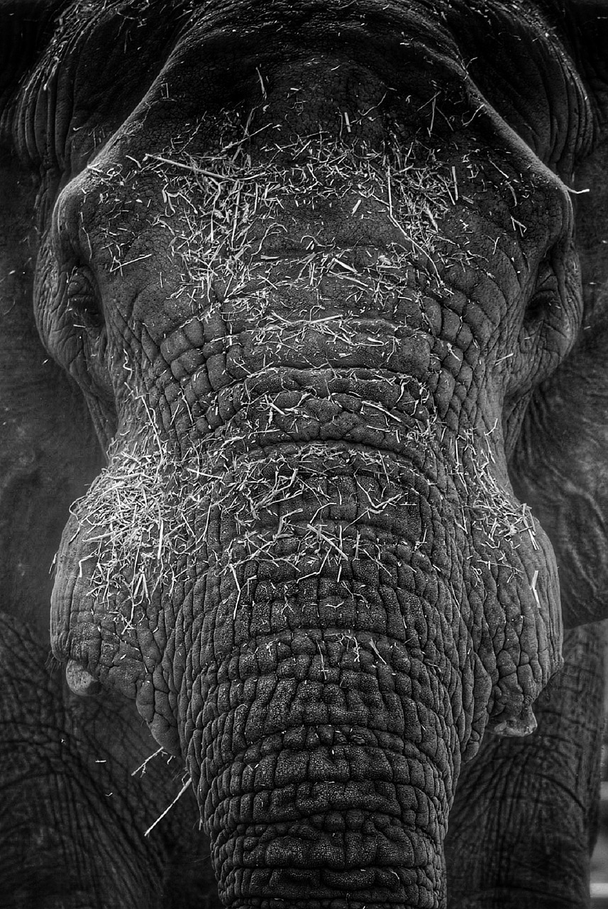 Image of elephant trunk